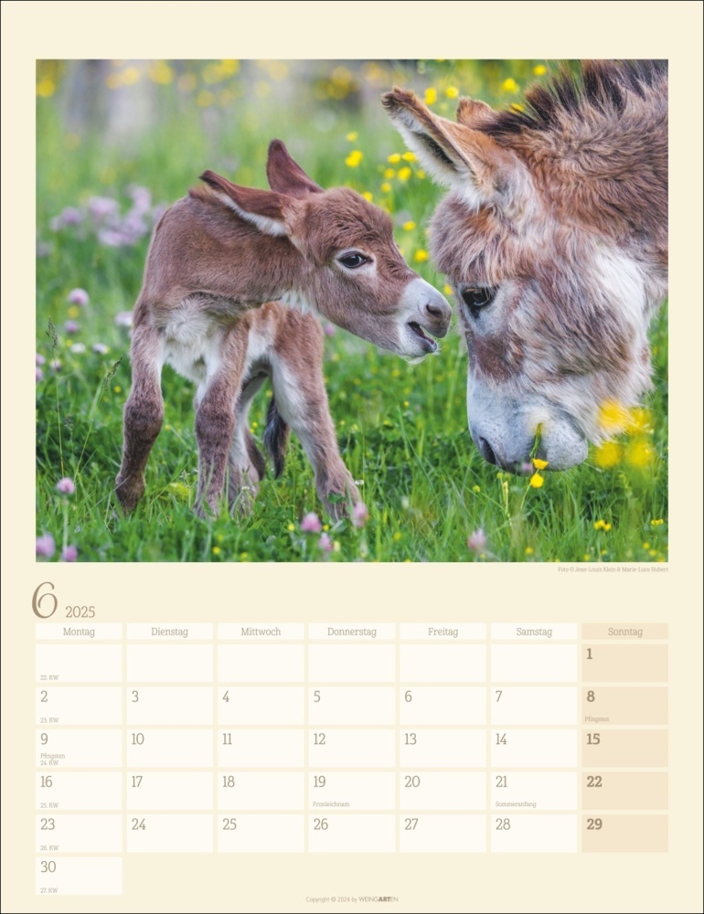 Bild: 9783839900451 | Esel Kalender 2025 | Marie-Luce Hubert (u. a.) | Kalender | 14 S.