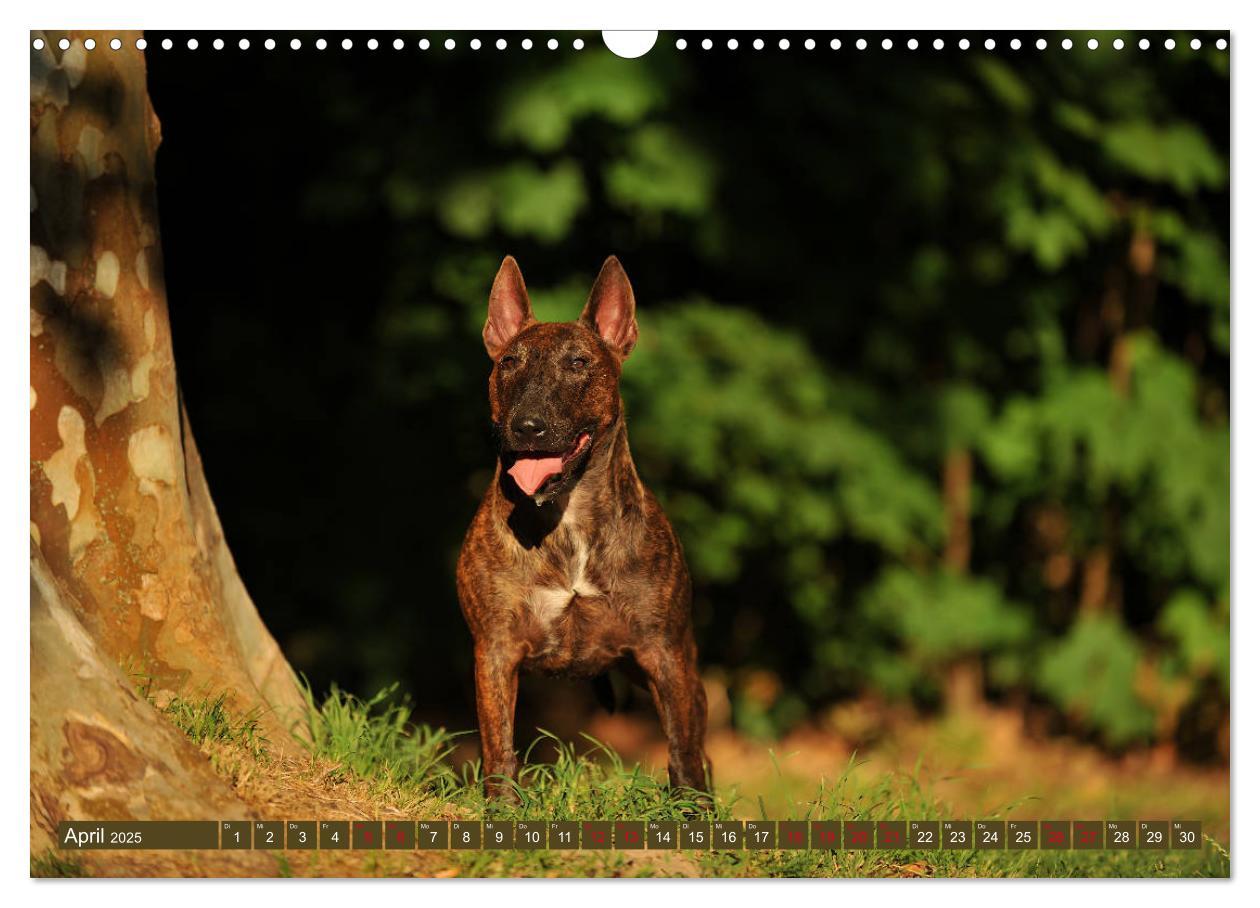 Bild: 9783435405404 | Bullterrier, Powerpakete auf 4 Pfoten (Wandkalender 2025 DIN A3...