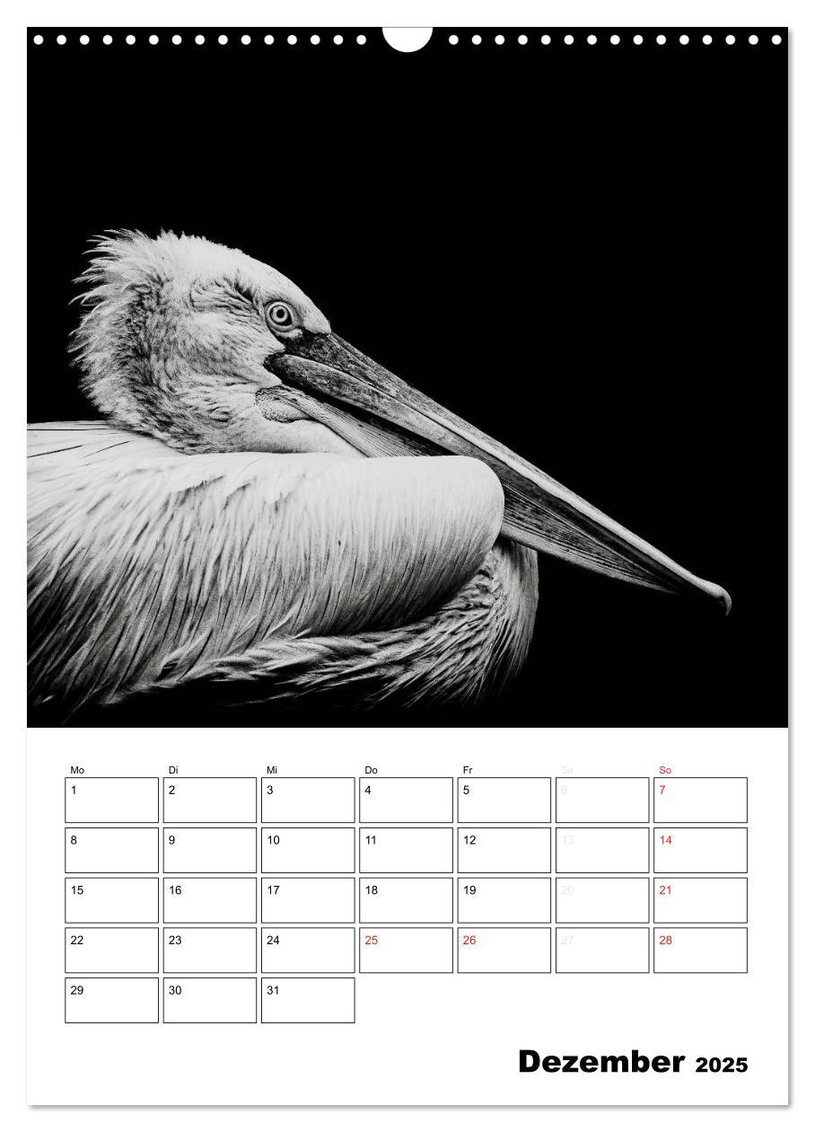 Bild: 9783457013199 | Charakterköpfe aus der Welt der Tiere (Wandkalender 2025 DIN A3...