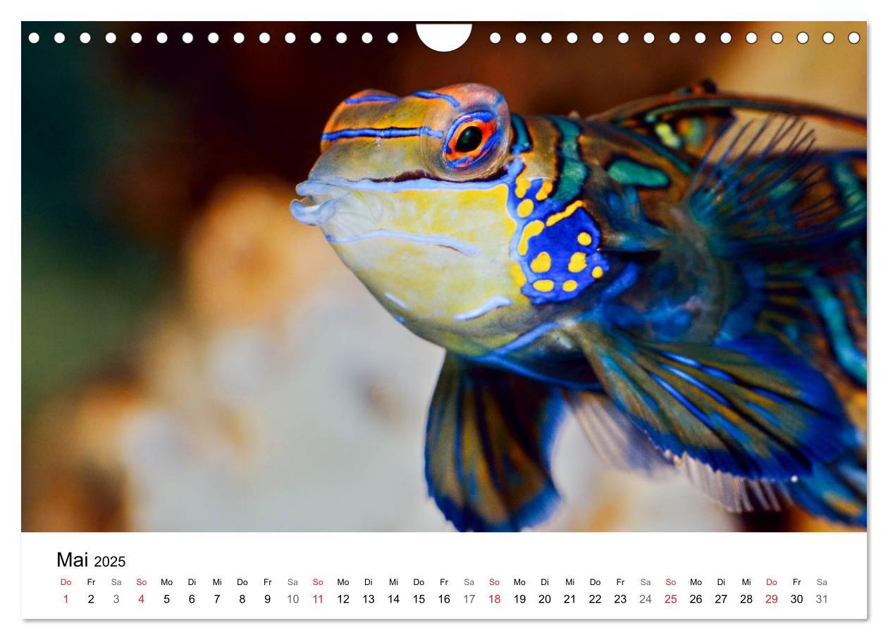 Bild: 9783435794362 | Fischzauber - Wundervolle Aquarienfische (Wandkalender 2025 DIN A4...