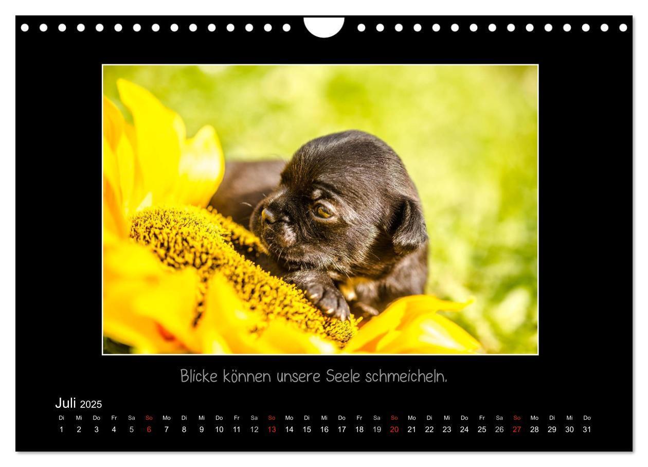 Bild: 9783435713837 | Möpse 2025 (Wandkalender 2025 DIN A4 quer), CALVENDO Monatskalender