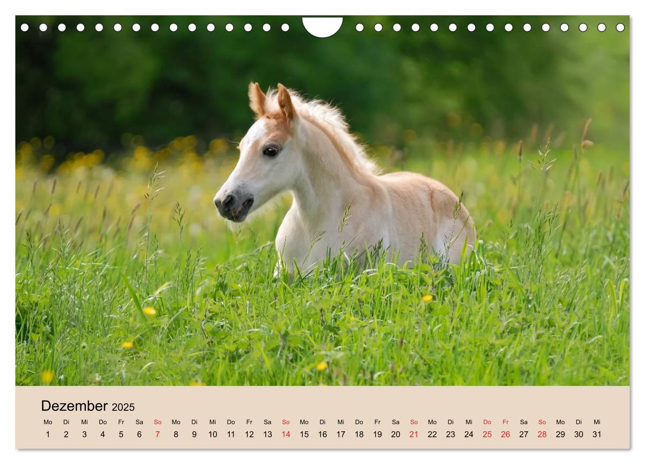 Bild: 9783435786534 | Haflinger Fohlen (Wandkalender 2025 DIN A4 quer), CALVENDO...