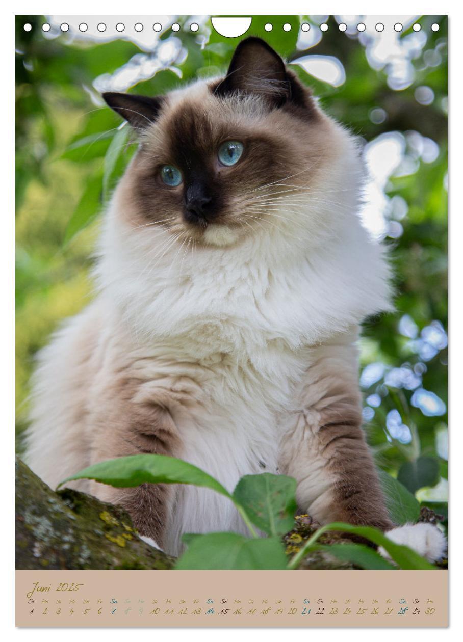 Bild: 9783435892020 | Plüschige Katzen im Garten (Wandkalender 2025 DIN A4 hoch),...