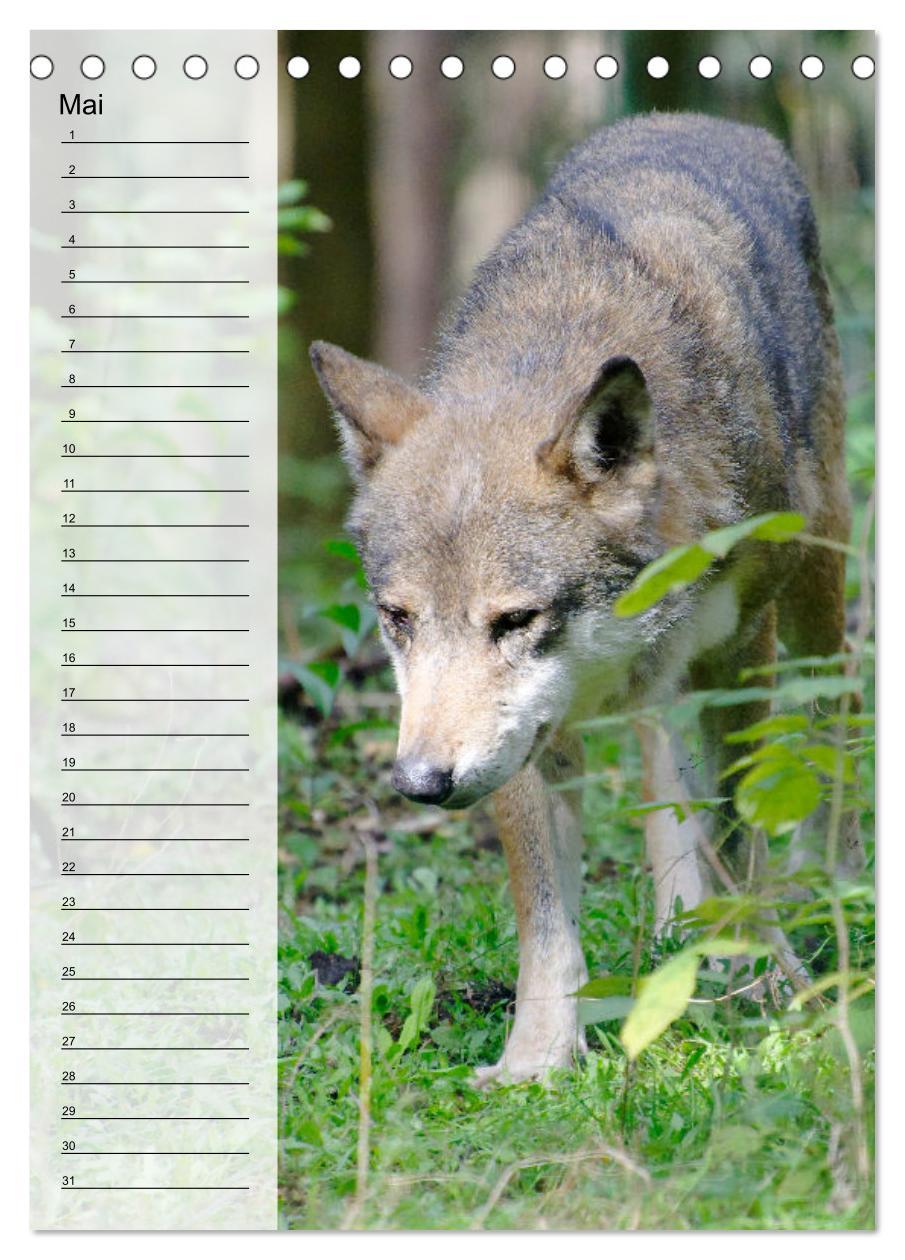 Bild: 9783435882335 | Der Wolf - Isegrim in den heimischen Wäldern - Kalender 2025...