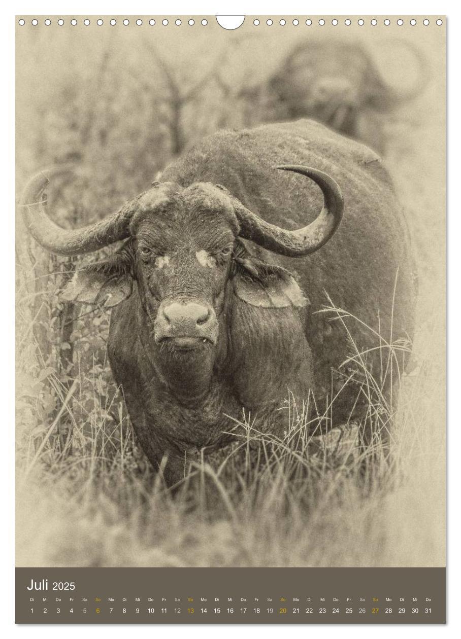 Bild: 9783457013328 | Afrikas Tierwelt - Sepia-Art (Wandkalender 2025 DIN A3 hoch),...