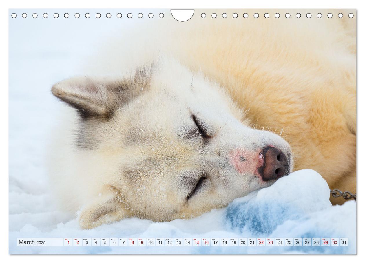 Bild: 9781325937998 | Greenland Dog - The Sled Dogs of Northern Greenland (Wall Calendar...