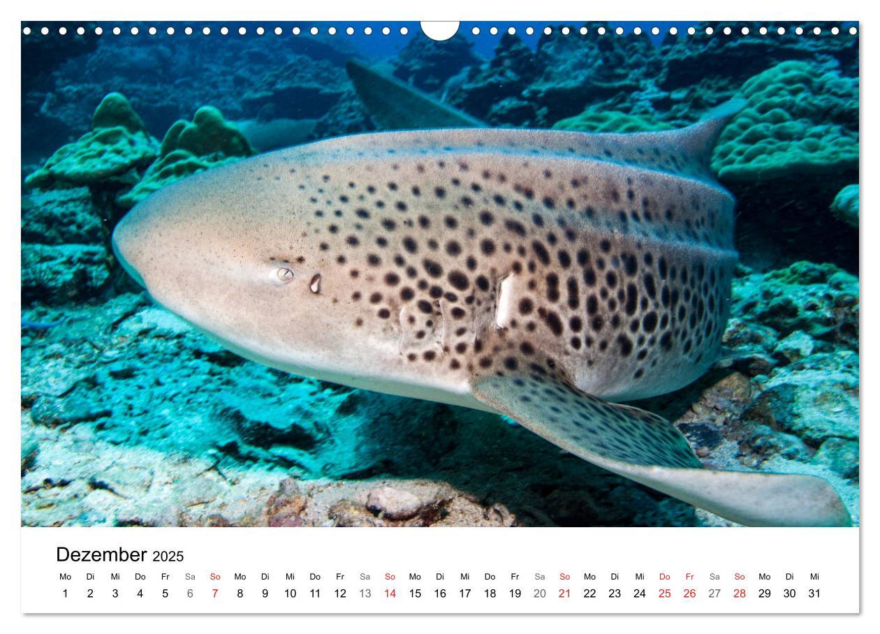 Bild: 9783435615469 | Highlights aus dem Meer - Tauchkalender (Wandkalender 2025 DIN A3...