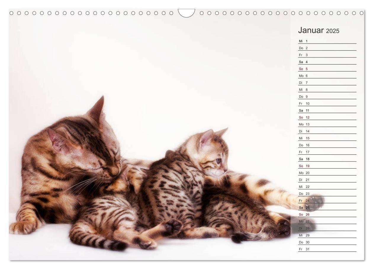 Bild: 9783435593071 | Die Bengalkatze. Edition Jungtiere (Wandkalender 2025 DIN A3 quer),...