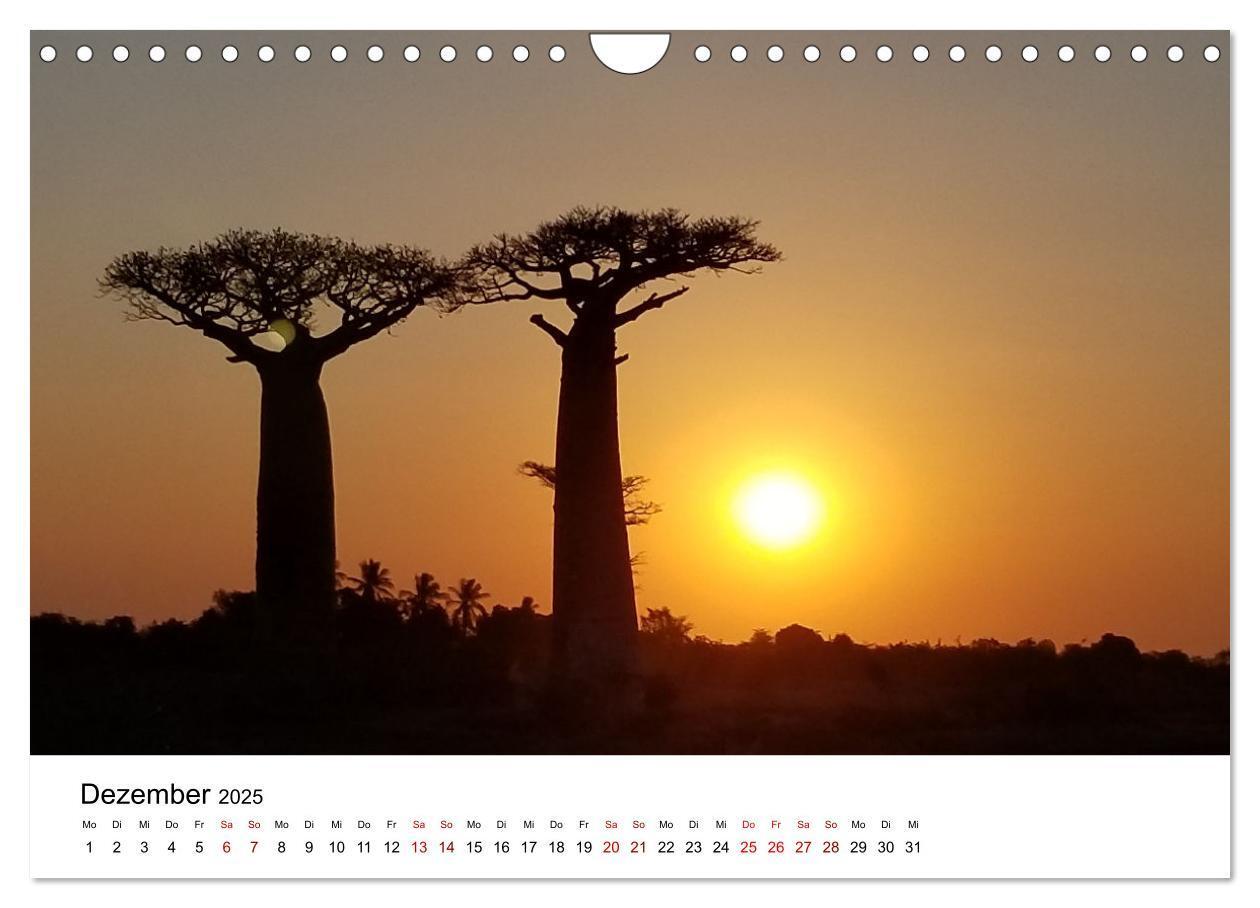 Bild: 9783383998409 | Naturparadies Madagaskar (Wandkalender 2025 DIN A4 quer), CALVENDO...