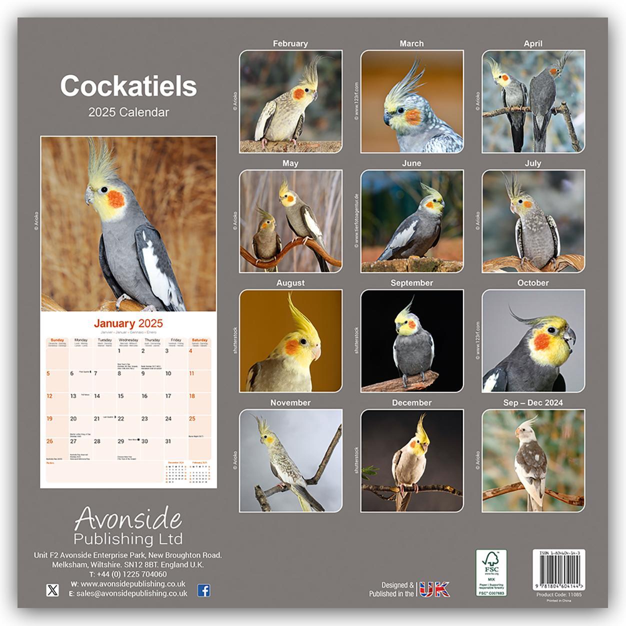 Rückseite: 9781804604144 | Cockatiels - Nymphensittiche 2025 - 16-Monatskalender | Ltd | Kalender