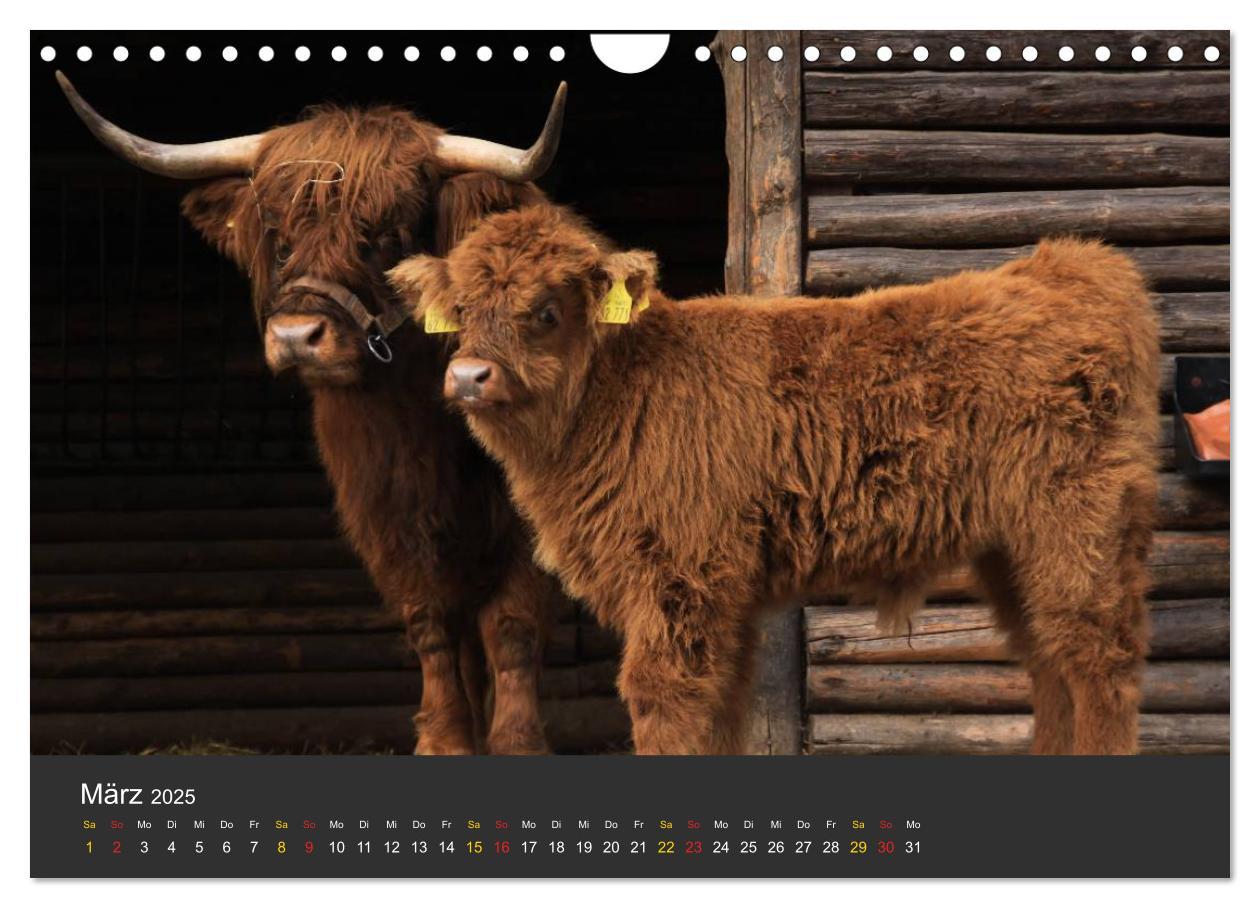 Bild: 9783435778942 | Tierpark-Gera (Wandkalender 2025 DIN A4 quer), CALVENDO Monatskalender