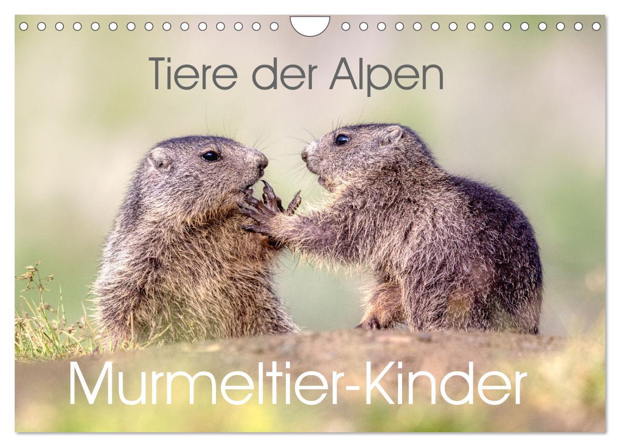 Cover: 9783457163948 | Tiere der Alpen - Murmeltier-Kinder (Wandkalender 2025 DIN A4...