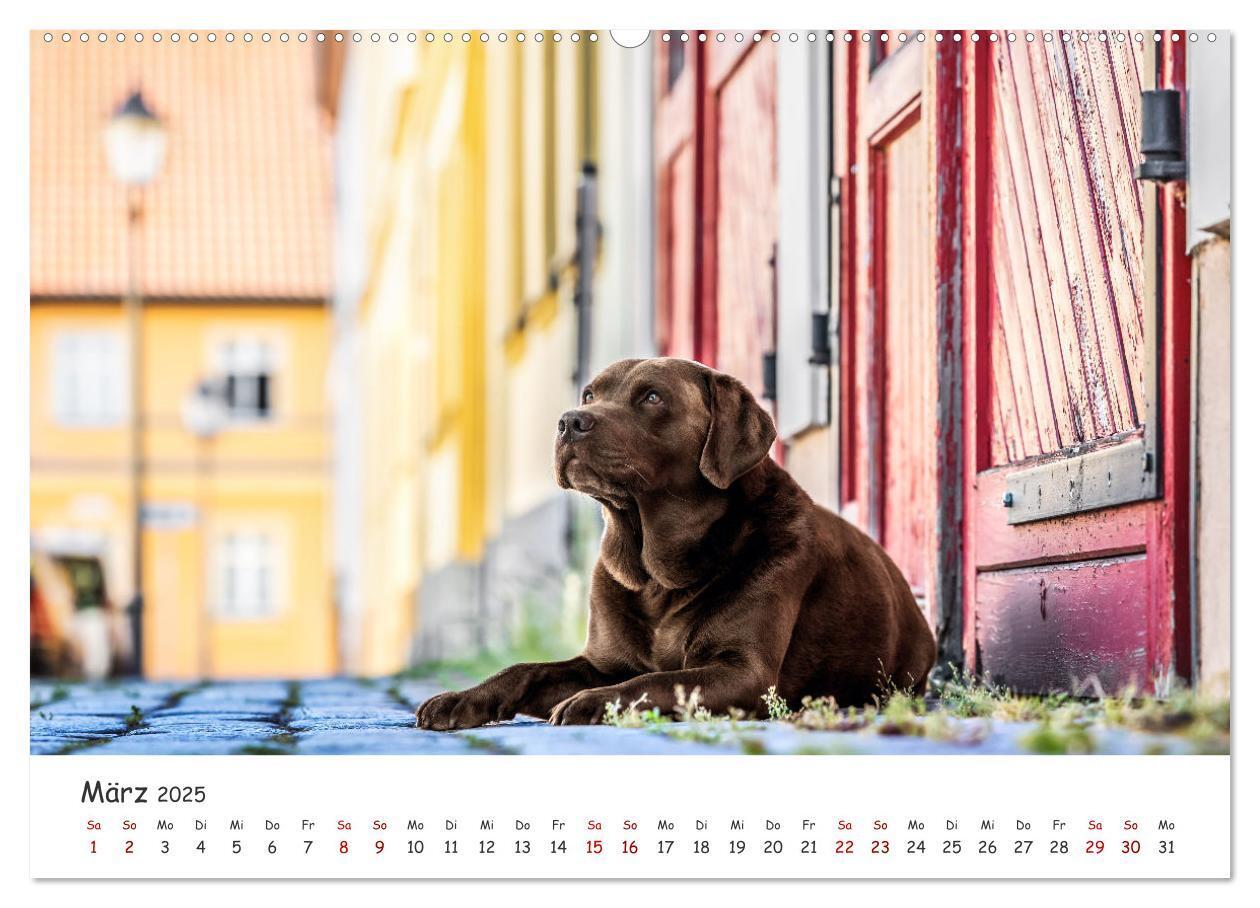 Bild: 9783457183557 | Berlin City Dogs - Berliner Hunde (Wandkalender 2025 DIN A2 quer),...