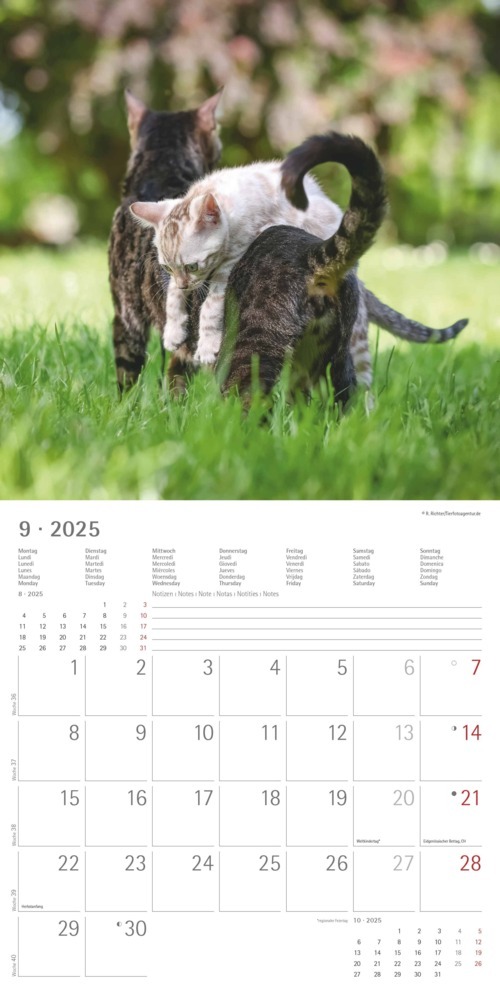 Bild: 4251732340827 | Alpha Edition - Funny Cats 2025 Broschürenkalender, 30x30cm,...