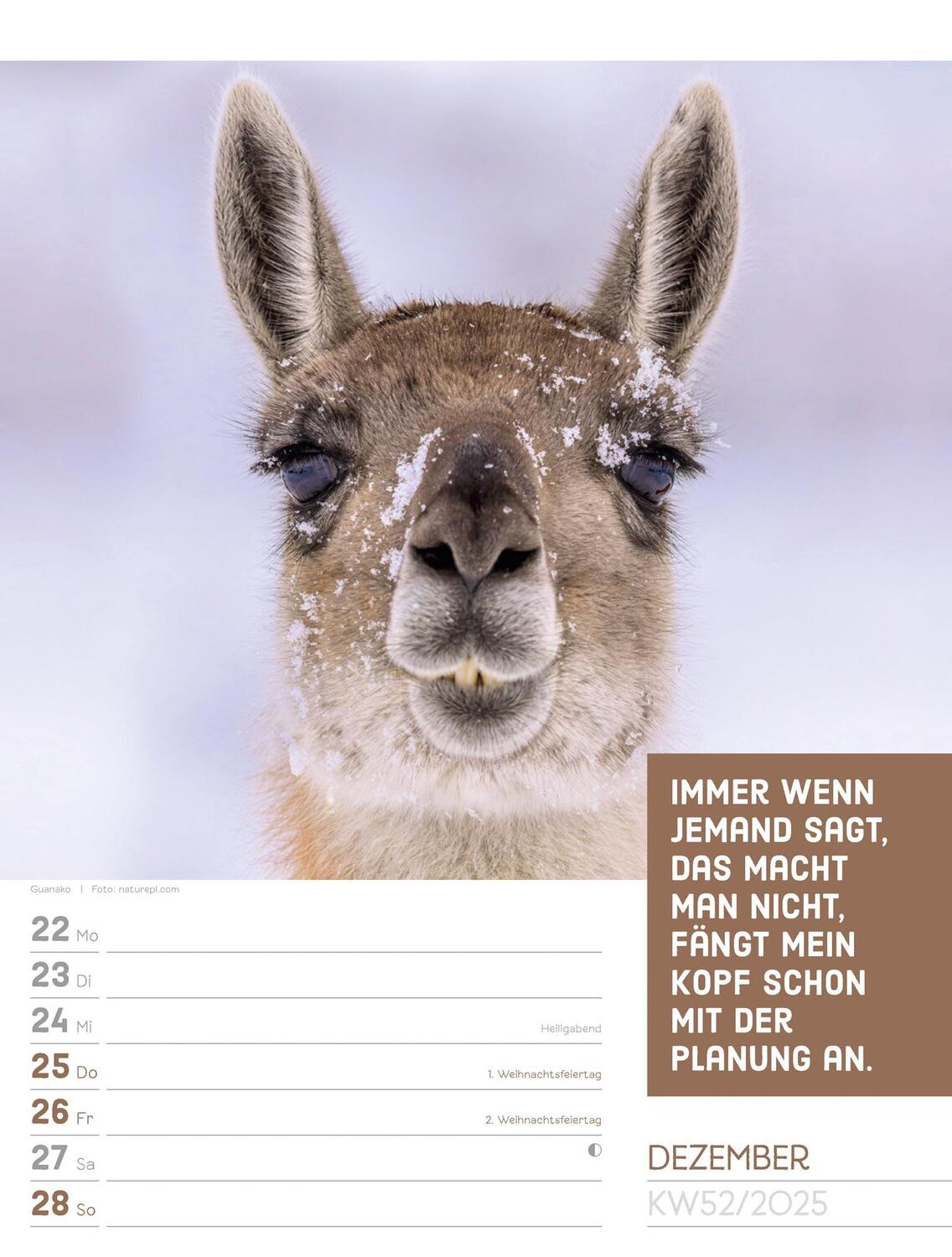 Bild: 9783838425962 | Tierisch! Sprüchekalender - Wochenplaner Kalender 2025 | Kunstverlag