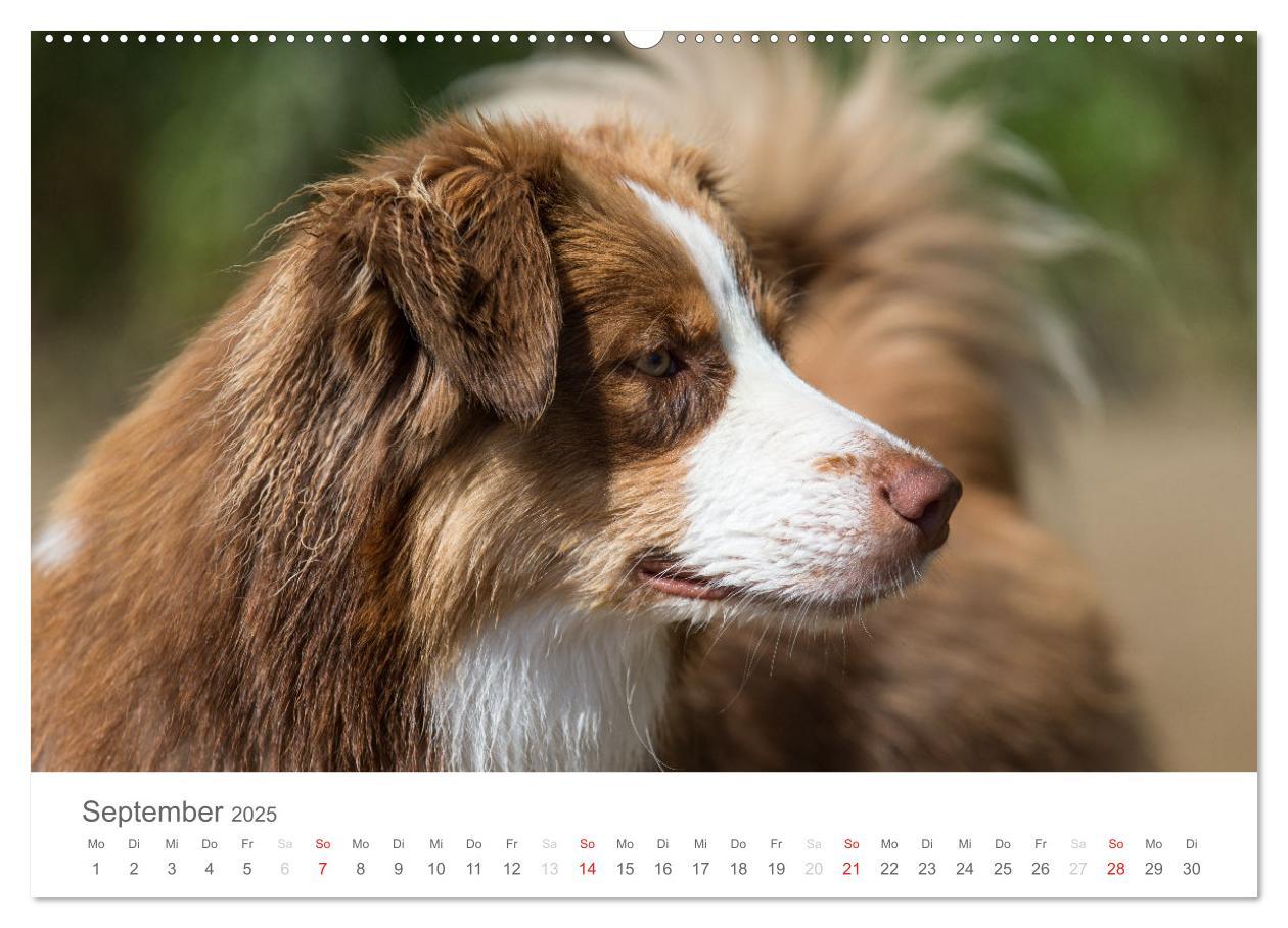 Bild: 9783435672189 | Australian Shepherd 2025 (Wandkalender 2025 DIN A2 quer), CALVENDO...