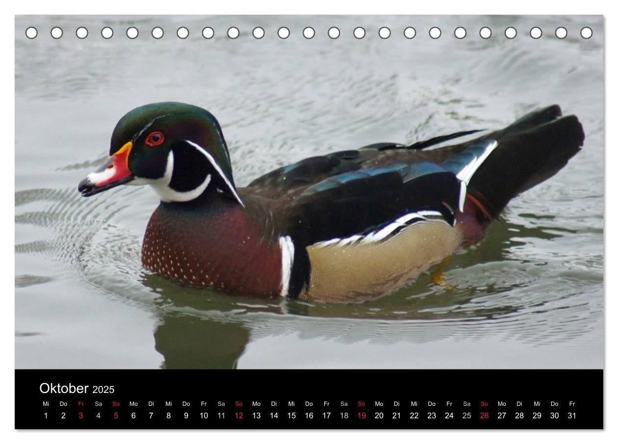 Bild: 9783435833610 | Das Leben der Enten (Tischkalender 2025 DIN A5 quer), CALVENDO...