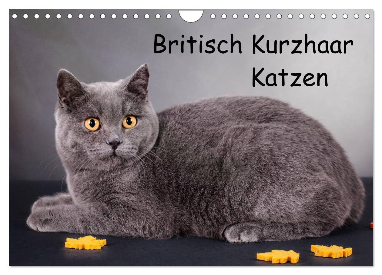 Cover: 9783435833924 | Britisch Kurzhaar Katzen (Wandkalender 2025 DIN A4 quer), CALVENDO...