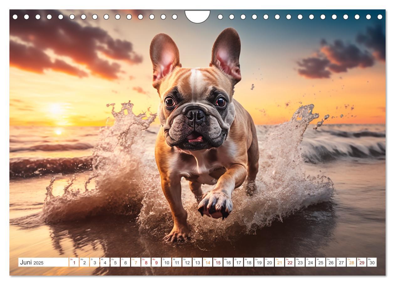 Bild: 9783383869181 | Französische Bulldoggen (Wandkalender 2025 DIN A4 quer), CALVENDO...