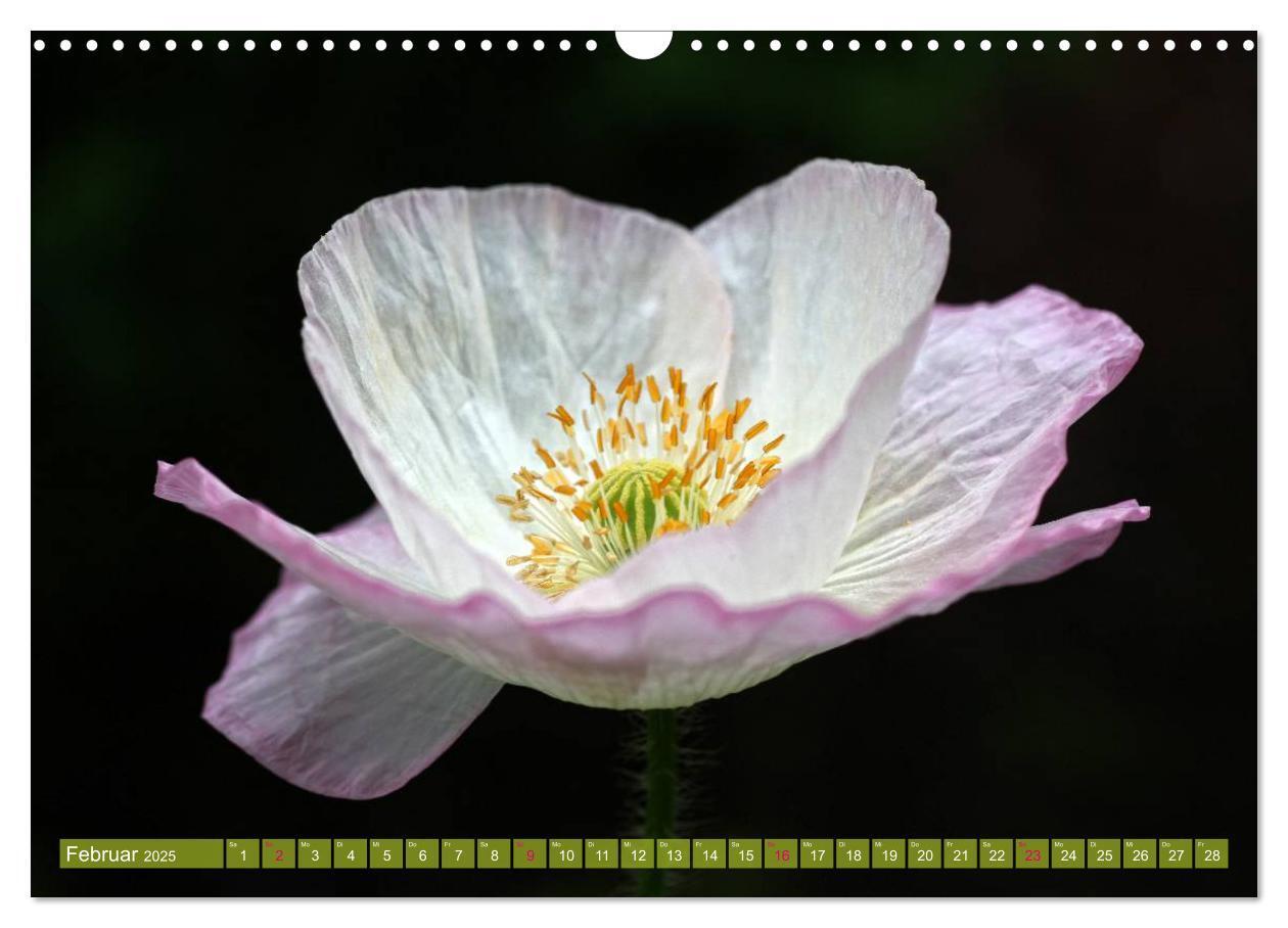 Bild: 9783435734160 | Mohn Tage (Wandkalender 2025 DIN A3 quer), CALVENDO Monatskalender