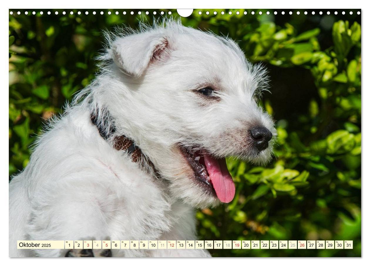 Bild: 9783435462612 | Kobold auf 4 Pfoten - West Highland White Terrier (Wandkalender...