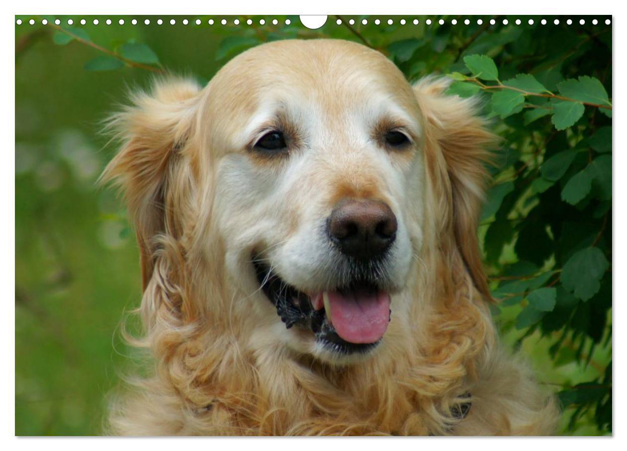 Bild: 9783435840663 | Golden Retriever Power (Wandkalender 2025 DIN A3 quer), CALVENDO...