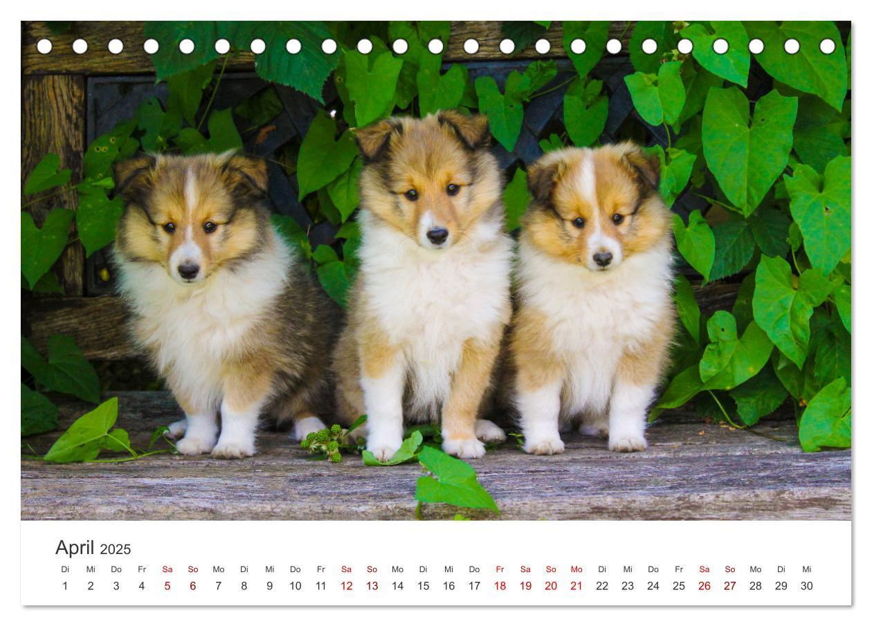 Bild: 9783383916519 | Shelties - Die zuckersüßen Vierbeiner. (Tischkalender 2025 DIN A5...