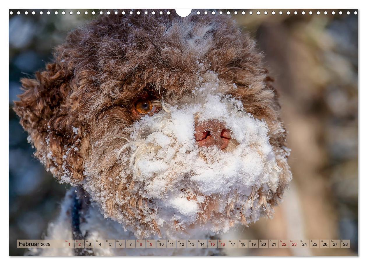 Bild: 9783435295630 | Lagotto Romagnolo in den Alpen 2025 (Wandkalender 2025 DIN A3...