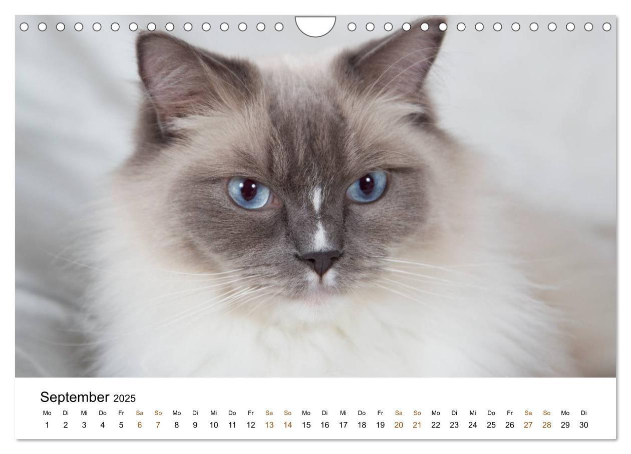 Bild: 9783435754328 | Ragdolls (Wandkalender 2025 DIN A4 quer), CALVENDO Monatskalender