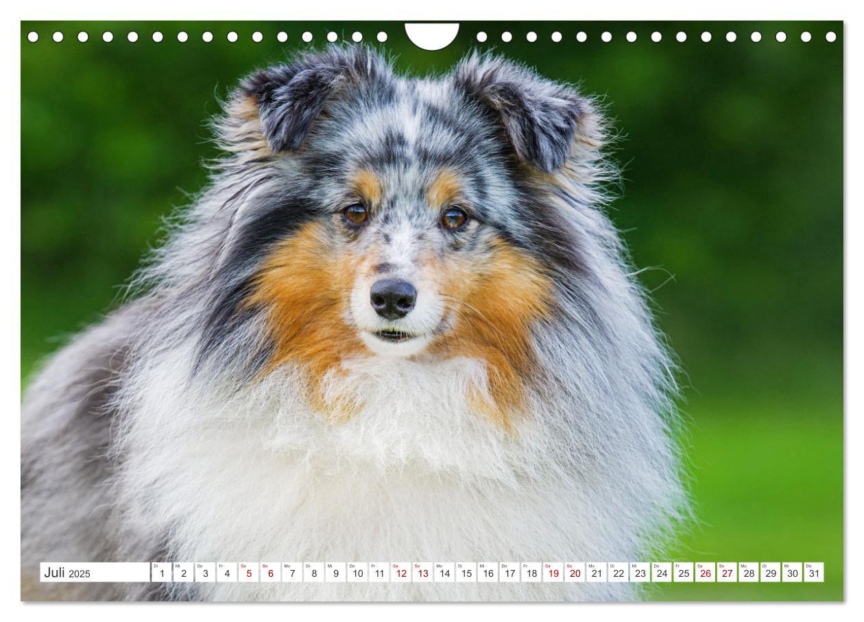 Bild: 9783457169902 | Sheltie - Ein Stück vom Glück (Wandkalender 2025 DIN A4 quer),...