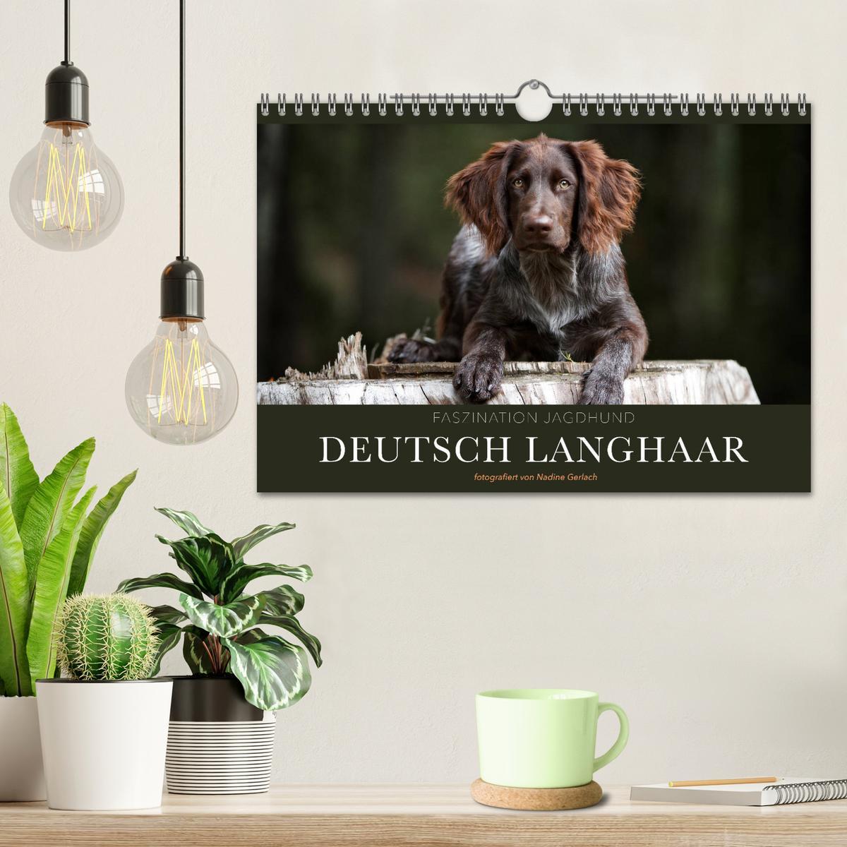 Bild: 9783435174546 | Faszination Jagdhund - Deutsch Langhaar (Wandkalender 2025 DIN A4...