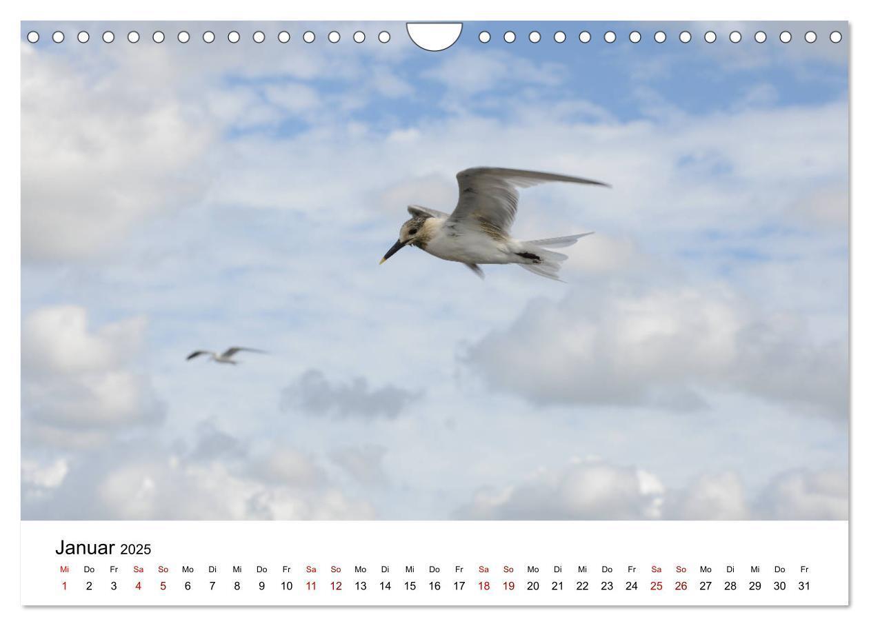 Bild: 9783435376001 | Möwen am Meer (Wandkalender 2025 DIN A4 quer), CALVENDO Monatskalender