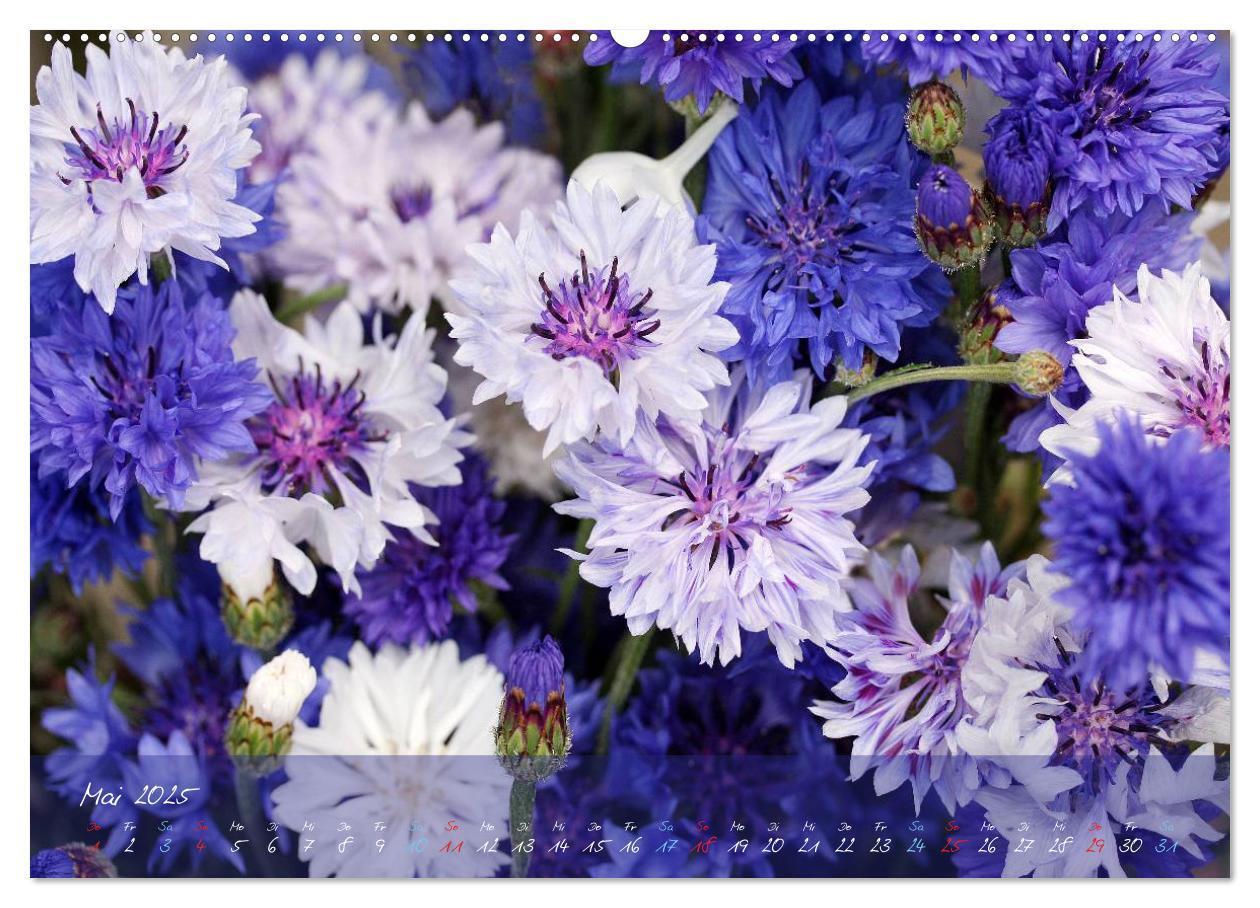 Bild: 9783435619177 | Blüten dicht an dicht (Wandkalender 2025 DIN A2 quer), CALVENDO...