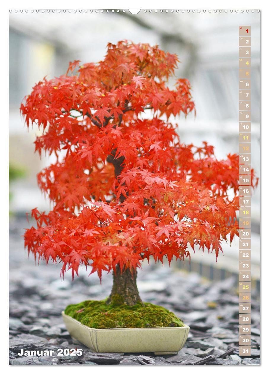 Bild: 9783435851881 | Bonsai: Gartenkunst im Kleinen (Wandkalender 2025 DIN A2 hoch),...