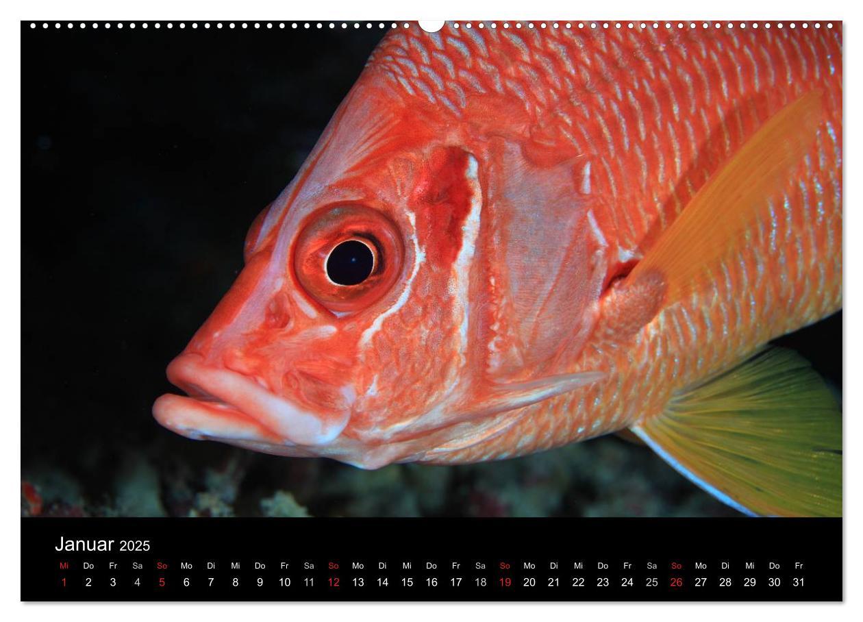 Bild: 9783435476008 | Magische Unterwasserwelten (hochwertiger Premium Wandkalender 2025...