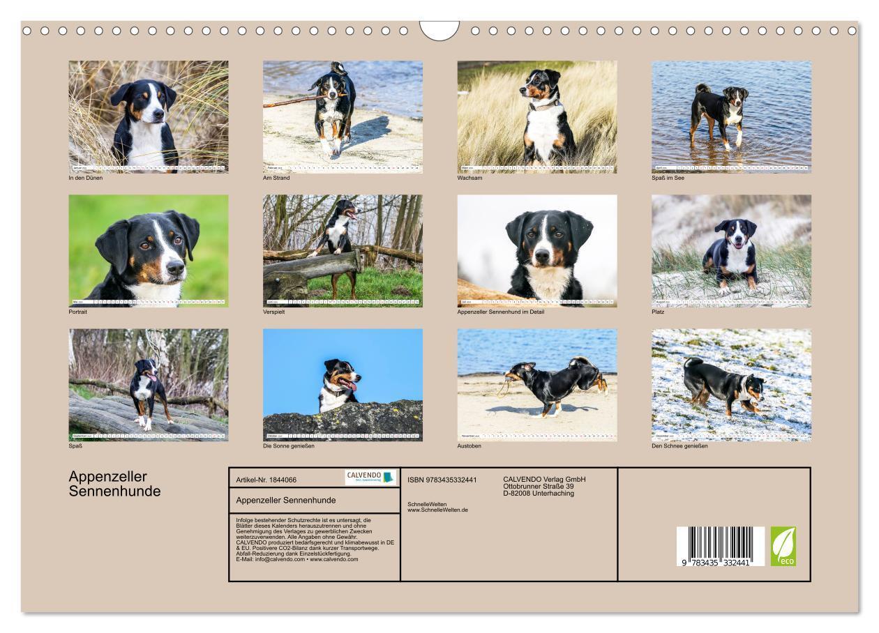 Bild: 9783435332441 | Appenzeller Sennenhunde (Wandkalender 2025 DIN A3 quer), CALVENDO...