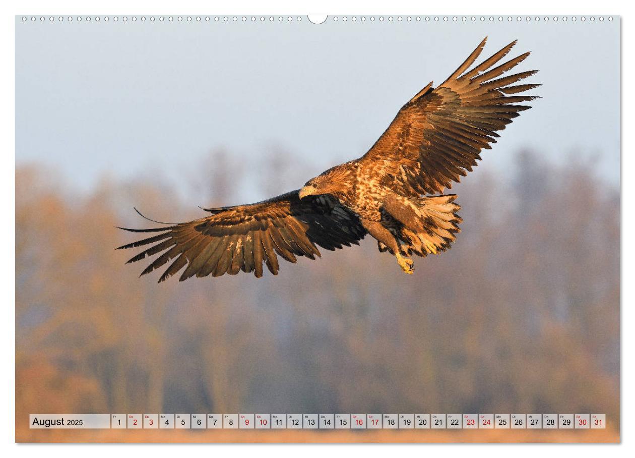 Bild: 9783435230105 | Majestätische Seeadler (Wandkalender 2025 DIN A2 quer), CALVENDO...