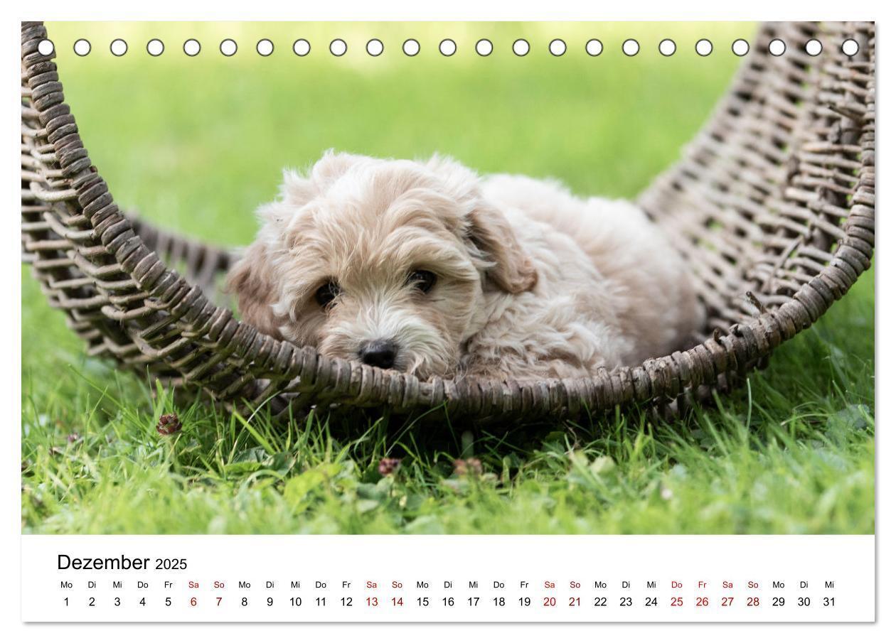 Bild: 9783435037353 | Maltipoo Welpen (Tischkalender 2025 DIN A5 quer), CALVENDO...