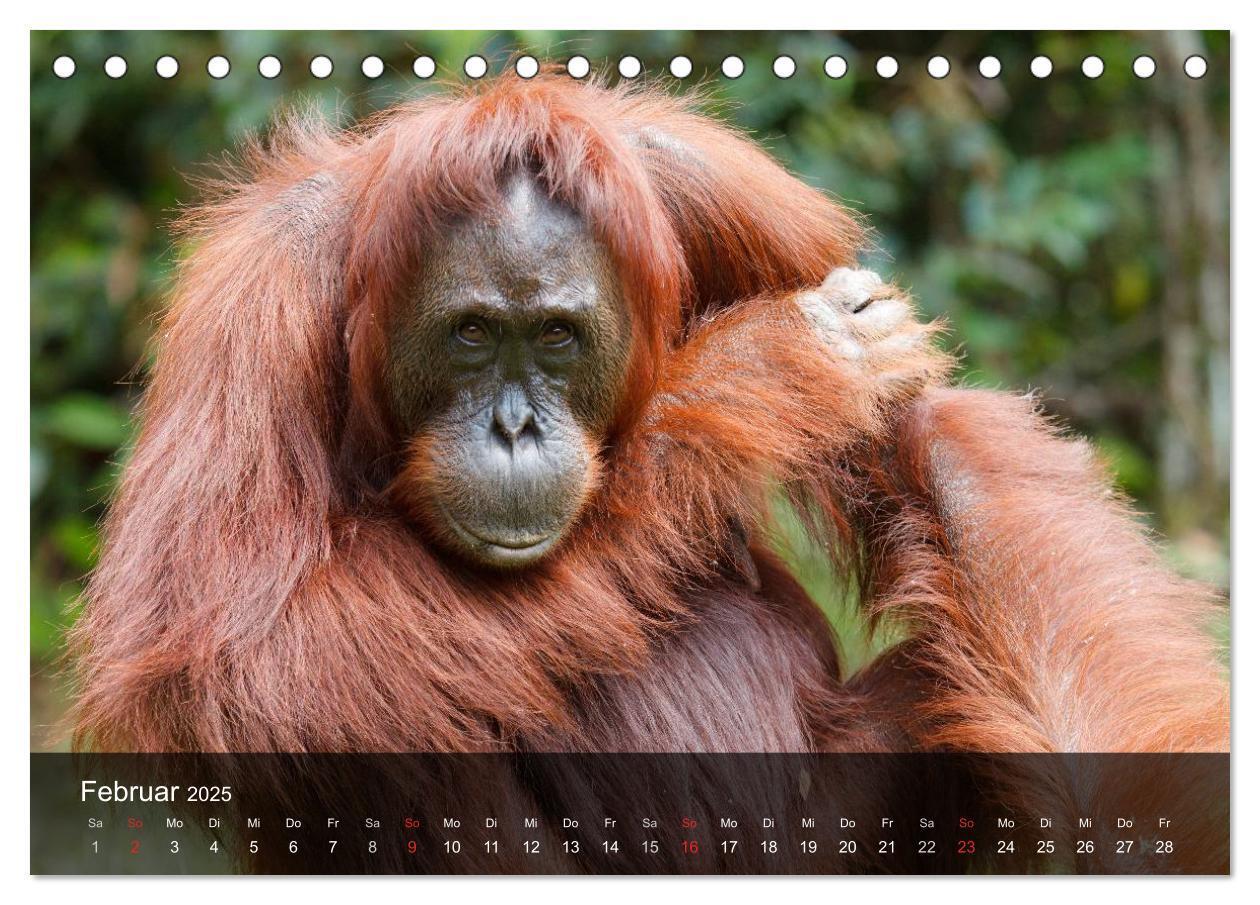 Bild: 9783435623068 | Menschenaffen. Gorillas, Schimpansen, Orang-Utans (Tischkalender...