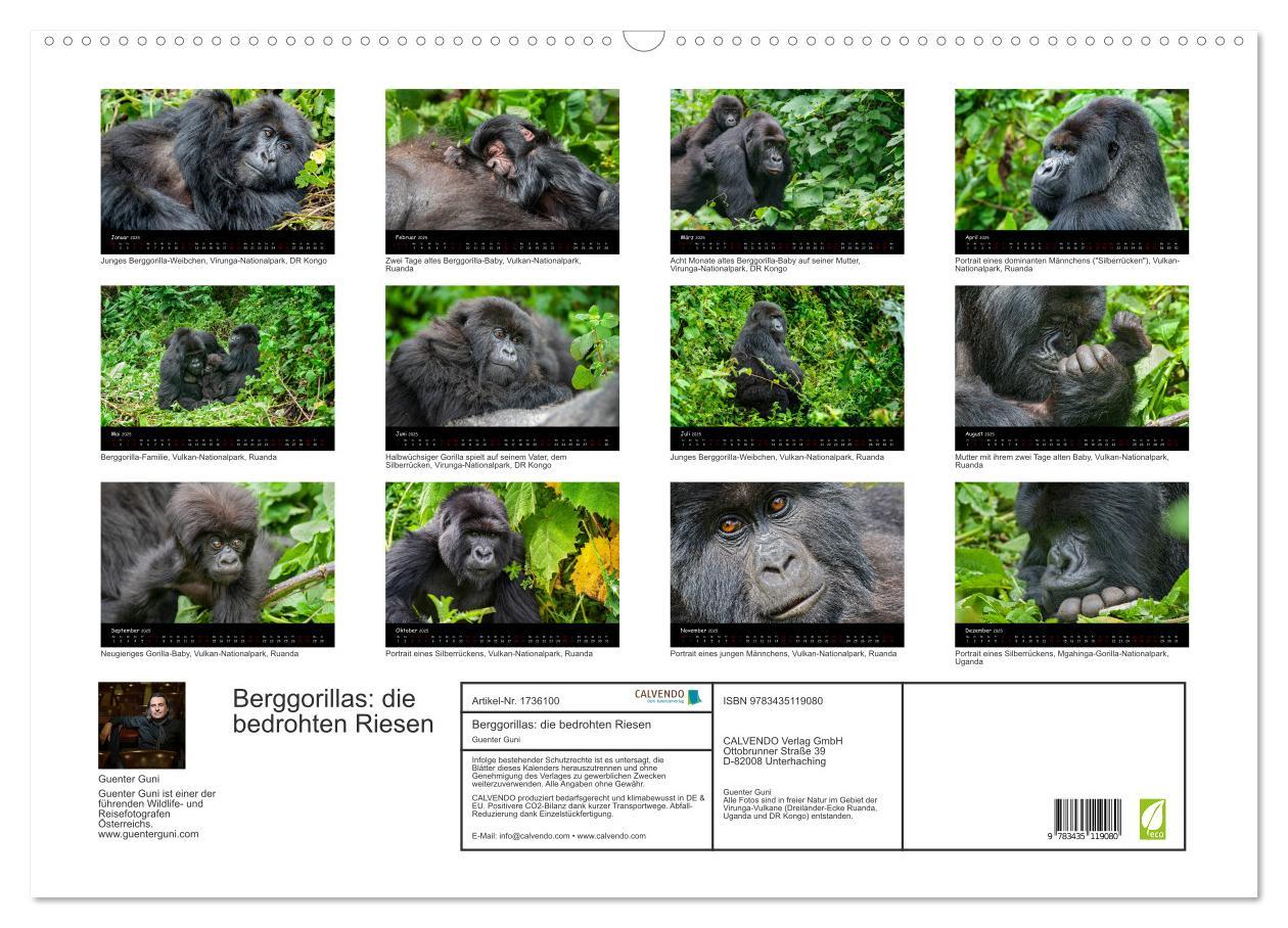 Bild: 9783435119080 | Berggorillas: die bedrohten Riesen (Wandkalender 2025 DIN A2 quer),...