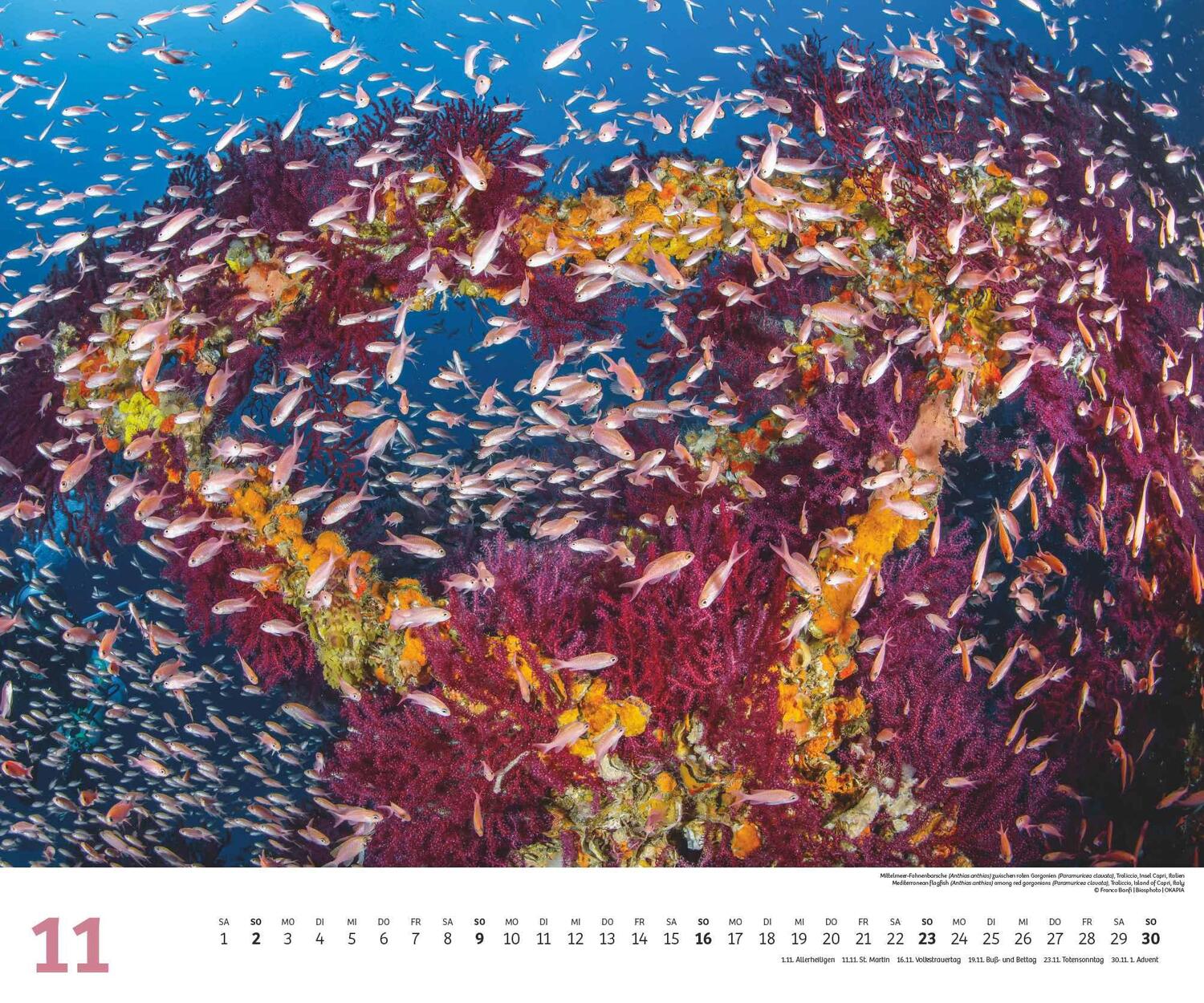 Bild: 4250809653983 | Fischschwärme 2025 - Unterwasser-Natur-Fotografie - Wandkalender 60...