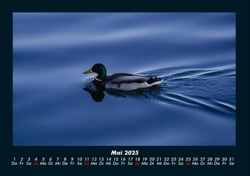 Bild: 9783755990550 | Enten 2025 Fotokalender DIN A4 | Tobias Becker | Kalender | Kalender