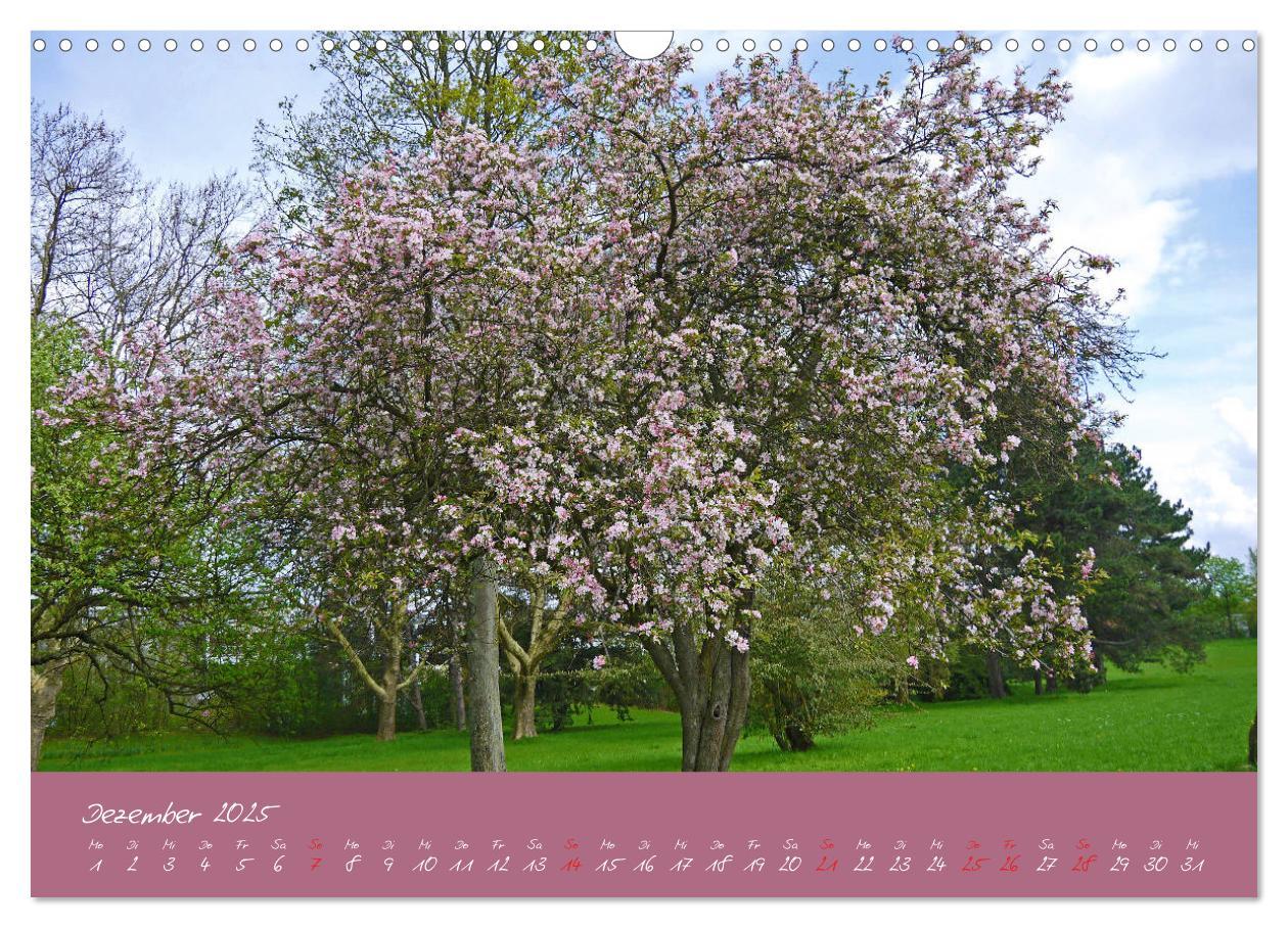 Bild: 9783435255375 | Düsseldorfer Nordpark (Wandkalender 2025 DIN A3 quer), CALVENDO...