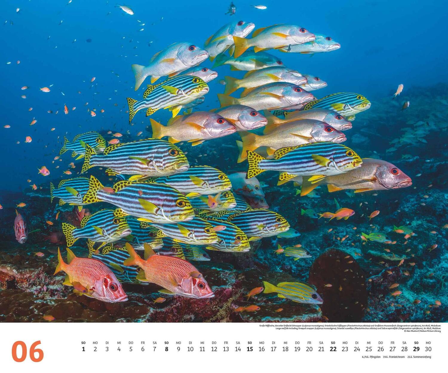 Bild: 4250809653983 | Fischschwärme 2025 - Unterwasser-Natur-Fotografie - Wandkalender 60...