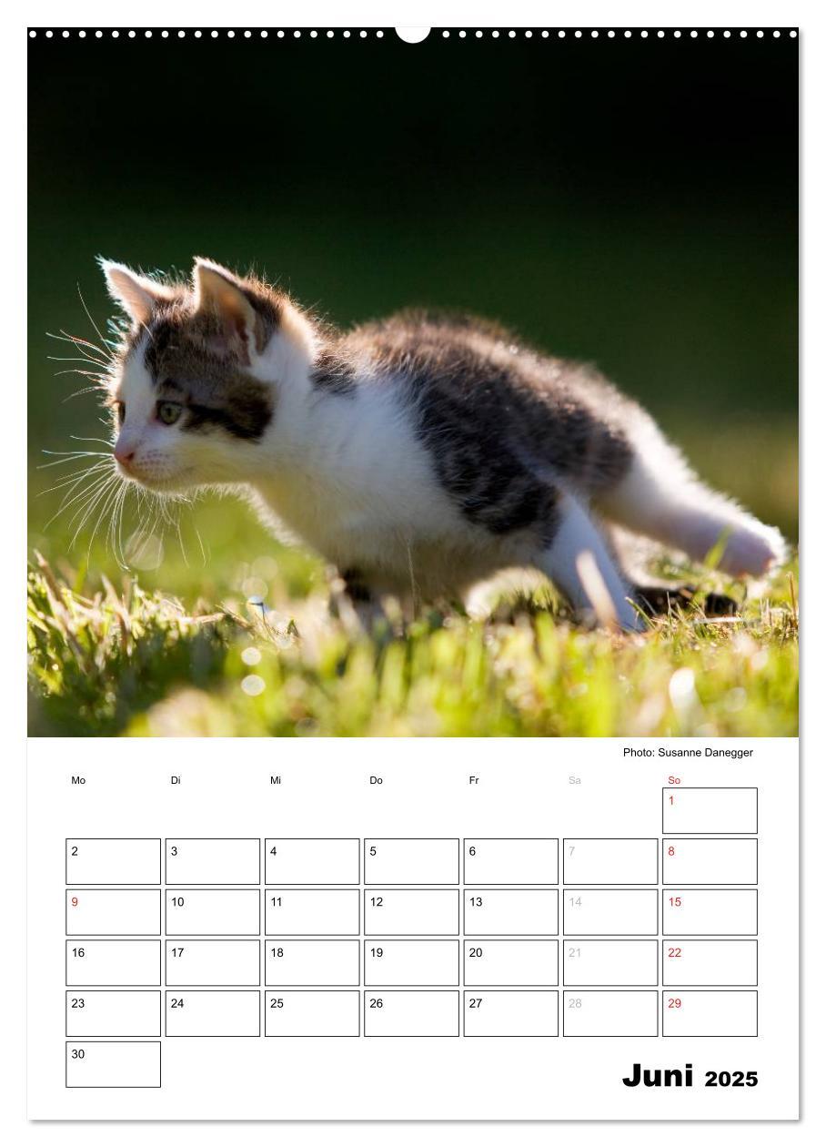 Bild: 9783457086063 | Katzenkinder - Impressionen (Wandkalender 2025 DIN A2 hoch),...