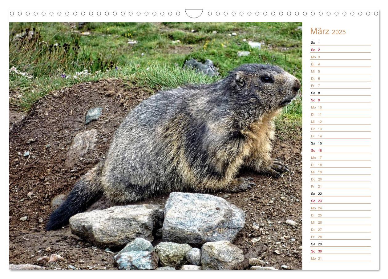 Bild: 9783435512027 | Wildlife - Verspielte Murmeltiere (Wandkalender 2025 DIN A3 quer),...