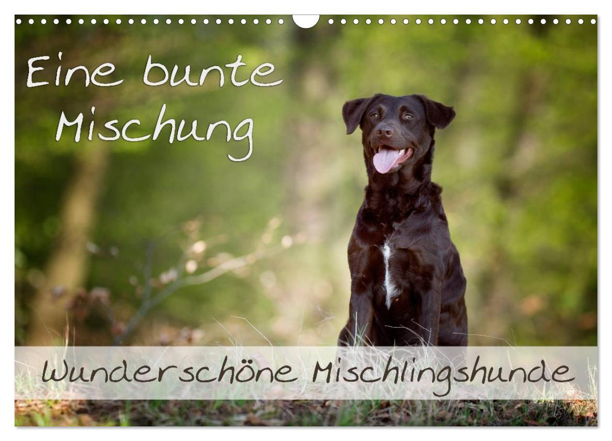 Cover: 9783435742981 | Eine bunte Mischung - wunderschöne Mischlingshunde /...