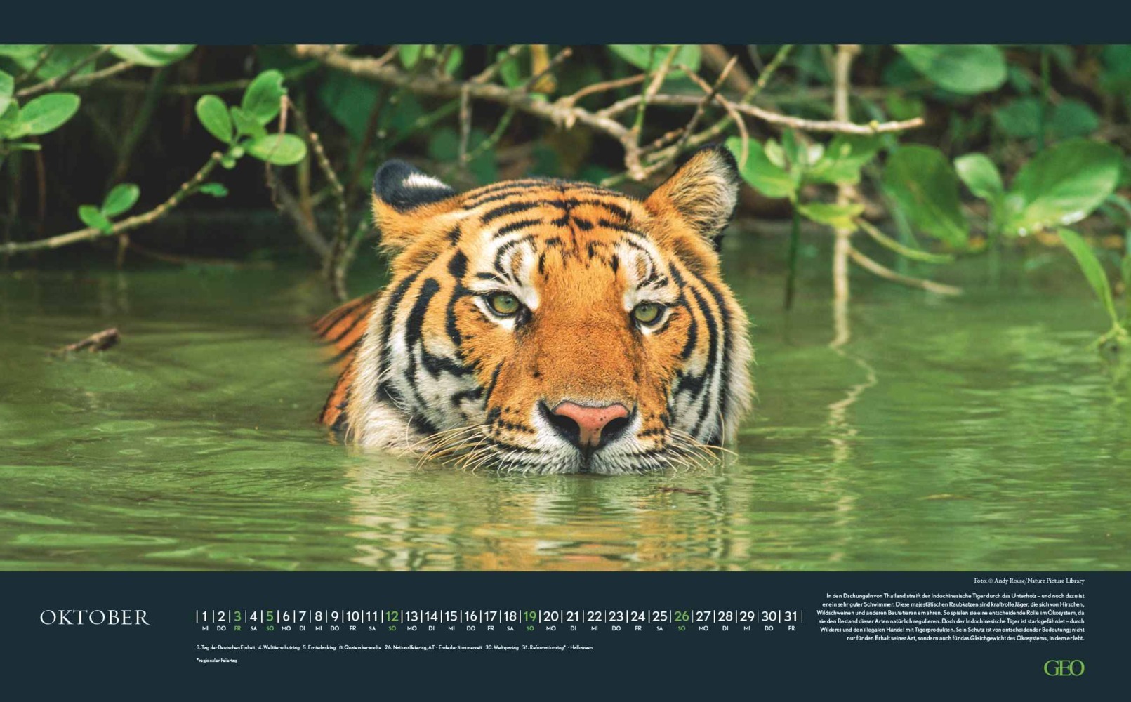 Bild: 4002725988645 | GEO - Bedrohte Tierwelt 2025 Wandkalender, 58x36cm, Posterkalender...