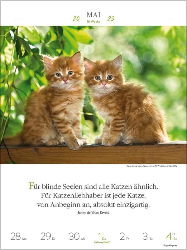 Bild: 9783731877226 | Literaturkalender Katzen 2025 | Verlag Korsch | Kalender | 54 S.