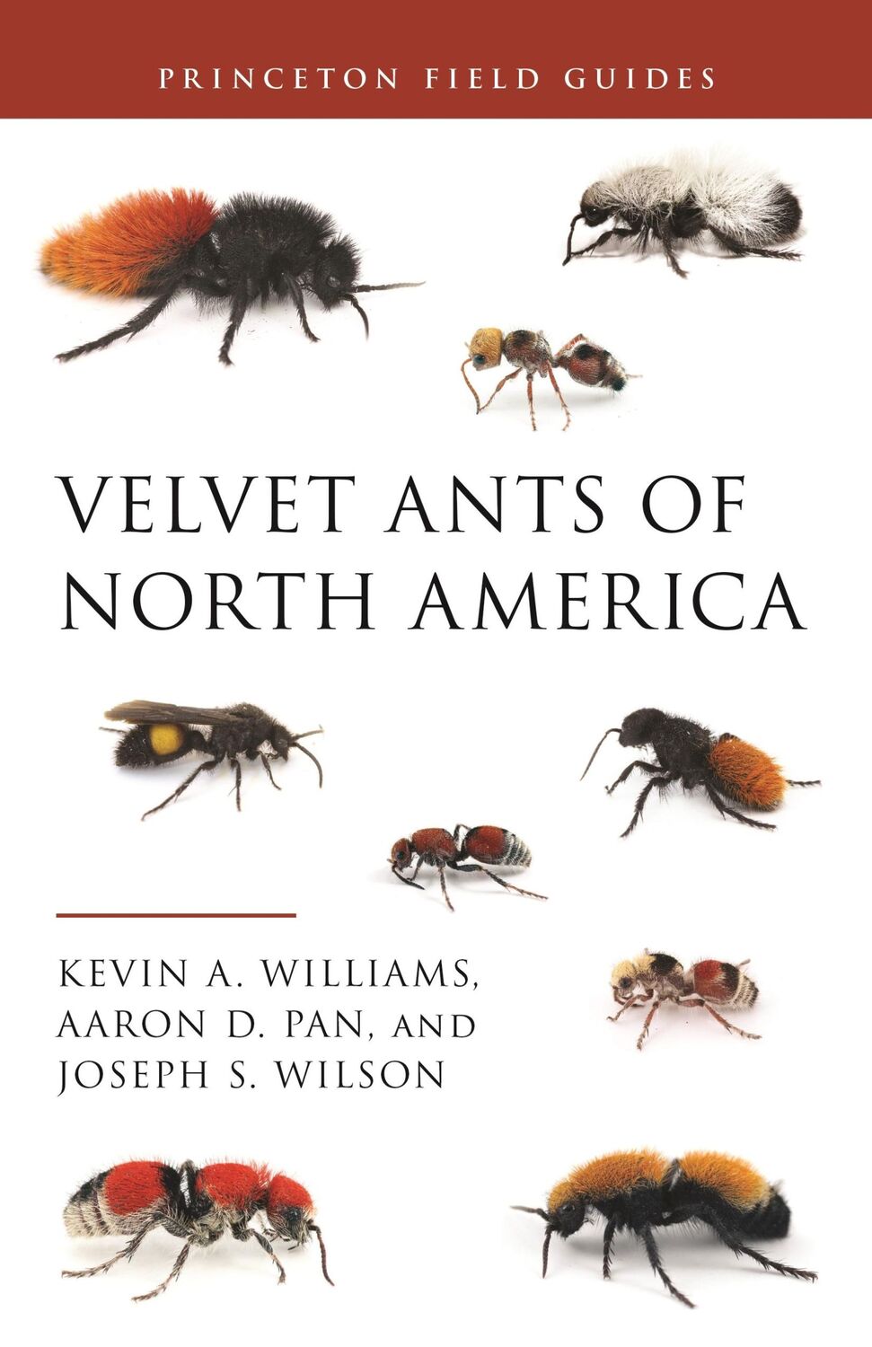 Cover: 9780691212043 | Velvet Ants of North America | Kevin Williams (u. a.) | Taschenbuch